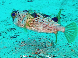Black blotched procupinefish protected with really long s... by Michelle Choong_khoo 
